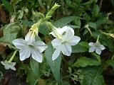 Nicotiana White_2